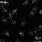 gastrula–juvenile: early feeding larva period (HCR signal)