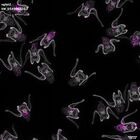 gastrula–juvenile: early feeding larva period (DAPI overlay)