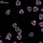 gastrula–juvenile: mid-gastrula stage (DAPI overlay)